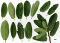 SpeciesSub: Heterophylla Group 'Salicifolia'